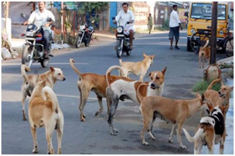 dogs-bite-1 (1)
