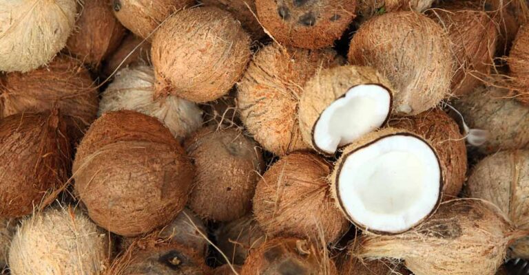 coconut (1)